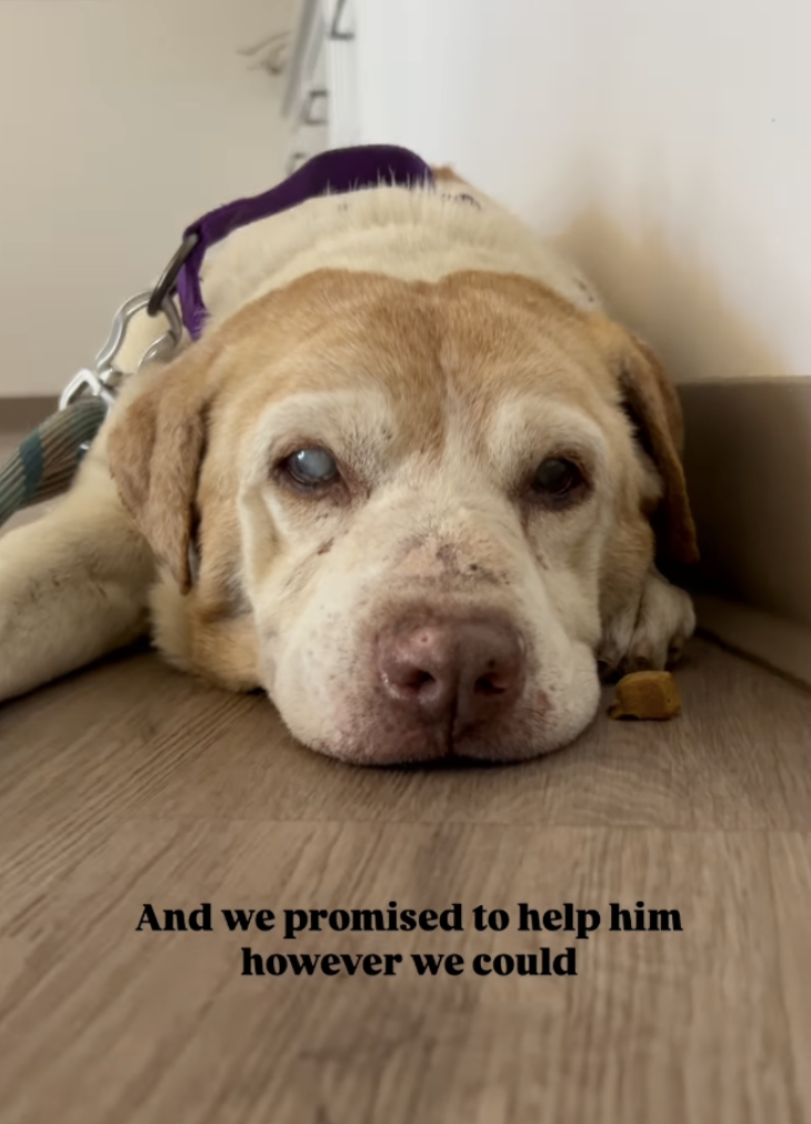 Dog Enucleation